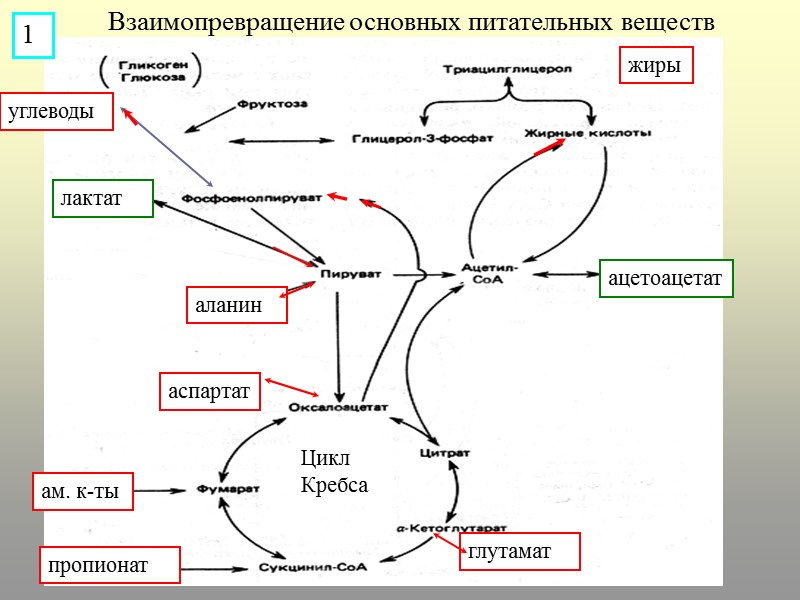 Взаимопревращение основных питательных веществ углеводы жиры глутамат ам. к-ты пропионат аланин лактат ацетоацетат Цикл